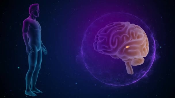 Mozek Tělesným Předním Pohledem Epifýza — Stock video