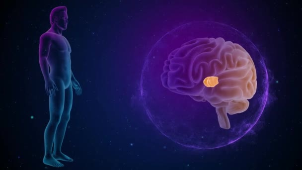 Cervello Con Vista Anteriore Del Corpo Nuclei Talamici Mediali — Video Stock