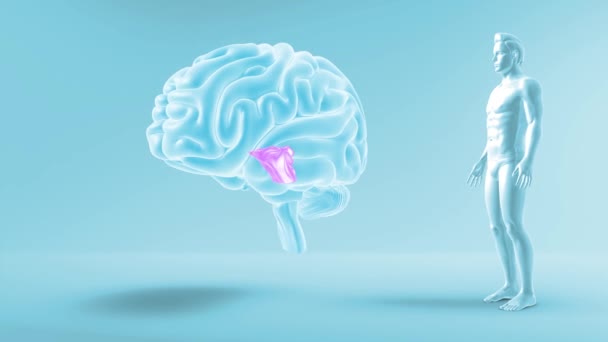 体の前景色を持つ脳 — ストック動画