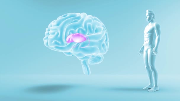 Otak Dengan Tampilan Anterior Tubuh Caudate Putamen Nukleus — Stok Video