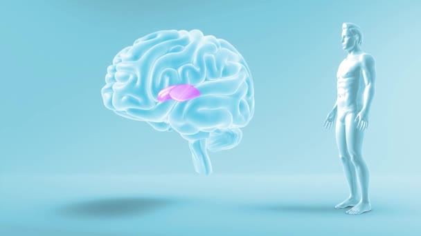 体の前から見た脳グローバルバス パリドゥス メディアル — ストック動画