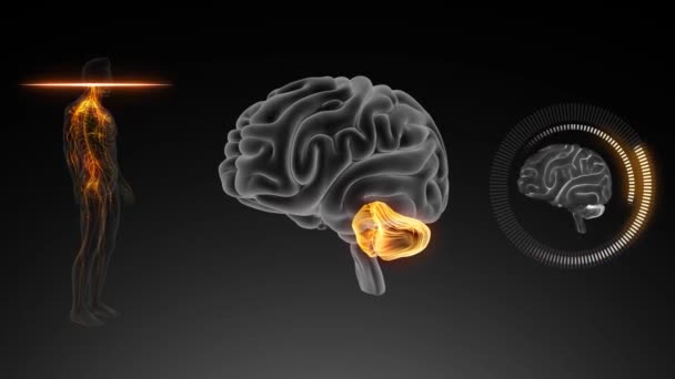 Cerebro Con Vista Anterior Del Cuerpo Cerebro Trasero — Vídeo de stock