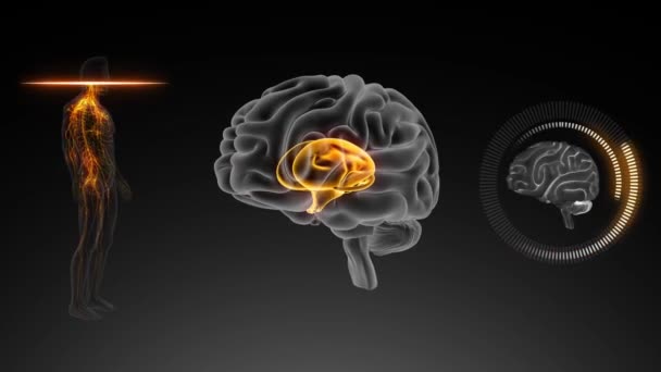 Cérebro Com Visão Anterior Corpo Diencéfalo — Vídeo de Stock