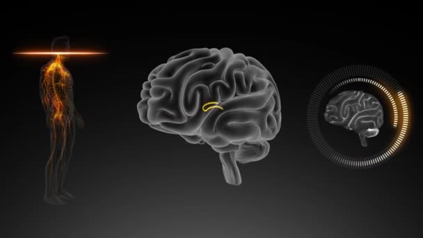 Cerveau Avec Vue Antérieure Corps Plexus Choroïde Troisième Ventricule — Video