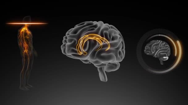 Hersenen Met Lichaamsvooraanzicht Cingularis Gyrus Limbische Kwab — Stockvideo