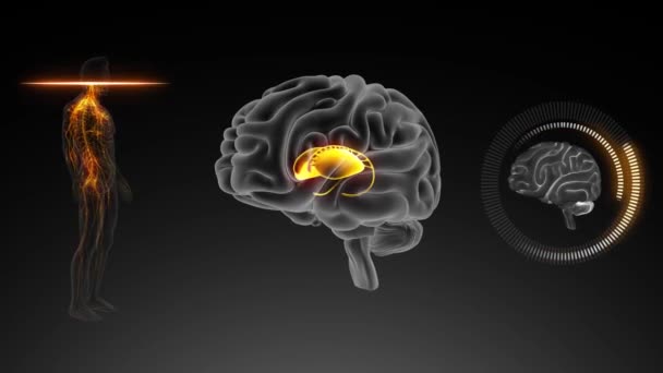 Cervello Con Vista Anteriore Del Corpo Putamen Del Nucleo Caudato — Video Stock