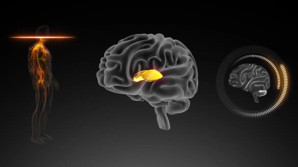 Cerveau Vue Antérieure Globus Pallidus Medial — Video