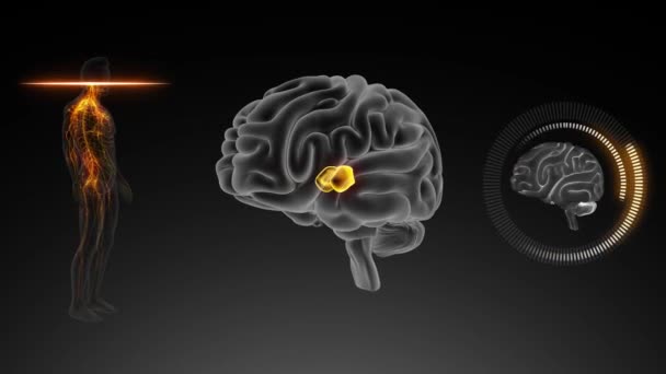 脳の前景色 側方視核 — ストック動画