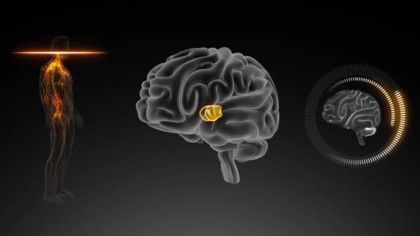 Cervello Vista Esterna Nuclei Talamici Mediali — Video Stock