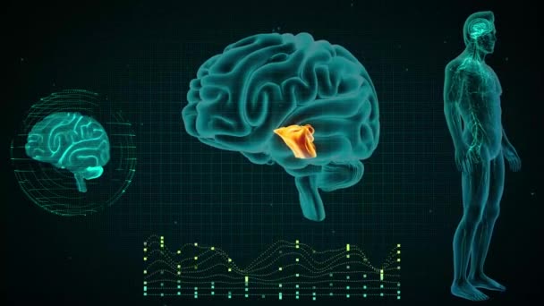 Передний Вид Мозга Средний Мозг — стоковое видео