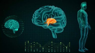 Beyin Anterior Görünümü, Thalamus