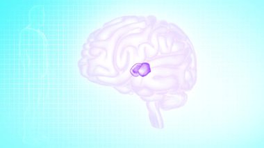 Beyin Anterior View, Lateral thalamic nuclei