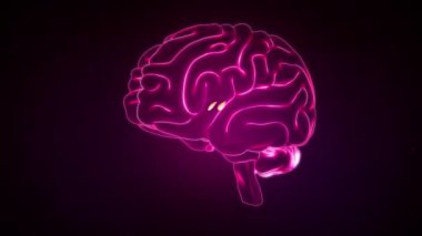 Beyin Anterior Görünümü, Anterior Talemik Çekirdek