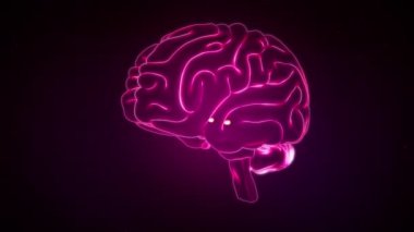 Beyin Anterior View, Amigdaloid cisimler