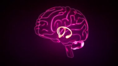 Beyin Anterior Görünümü, Fornix