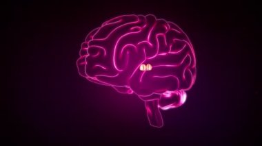 Beyin Anterior Görünümü, Pulvinal