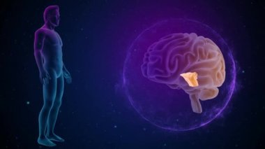 annatomy görüntüleri ile 3D beyin