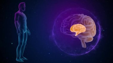 annatomy görüntüleri ile 3D beyin