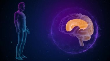 annatomy görüntüleri ile 3D beyin