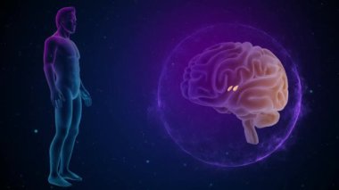 annatomy görüntüleri ile 3D beyin