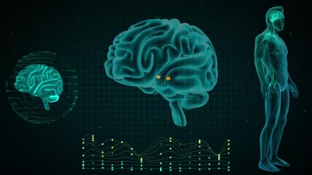 Brain Anterior View Amygdaloid Bodies — Stock Video