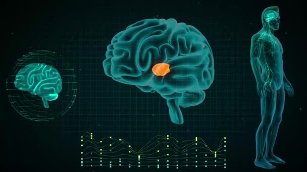 Brain Anterior View Mediale Thalamikkerne — Stockvideo