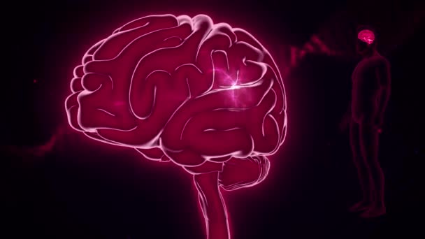 Gehirn Anterior View Brain Body — Stockvideo