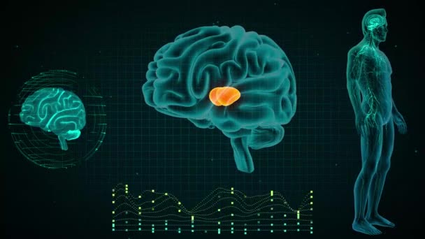 Vista Anterior Cérebro Thalamus — Vídeo de Stock