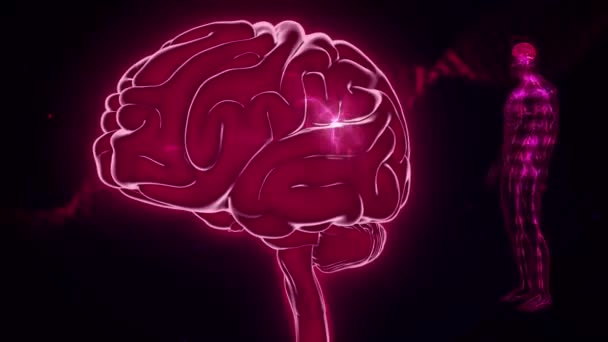 Visão Anterior Cérebro Brain Body Com Sinais — Vídeo de Stock