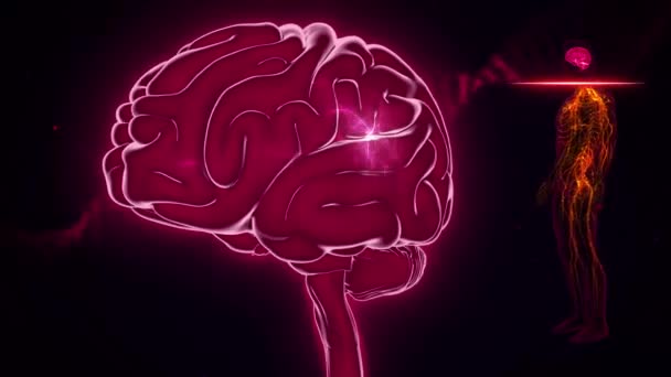 Brain Anterior View Brain Body Met Signalen — Stockvideo