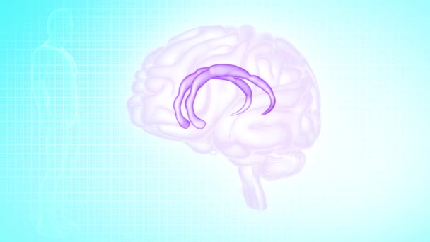 Frontansicht Des Gehirns Gyrus Limbic Cingulata — Stockvideo