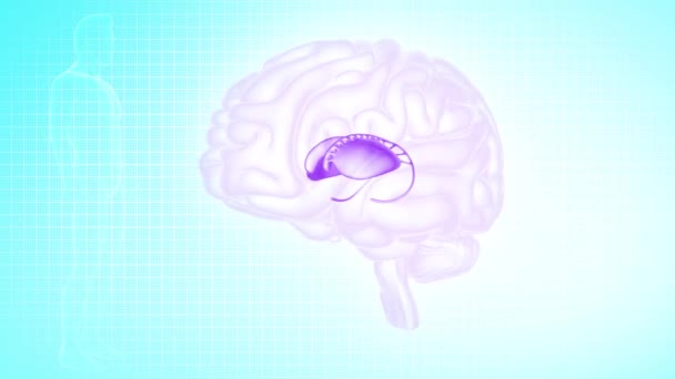 Brain Anterior View Caudate Kerne Putamen – Stock-video