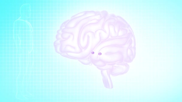 Pohled Mozek Těla Amygdaloidů — Stock video