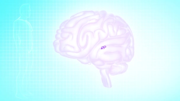 Εγκέφαλος Πρόσθια Όψη Pineal Αδένα — Αρχείο Βίντεο