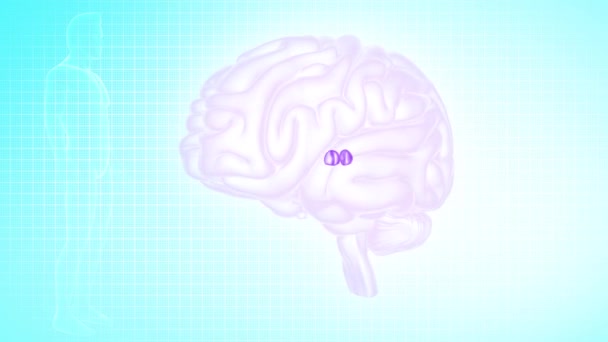 Brain Anterior View Pulvinal – Stock-video