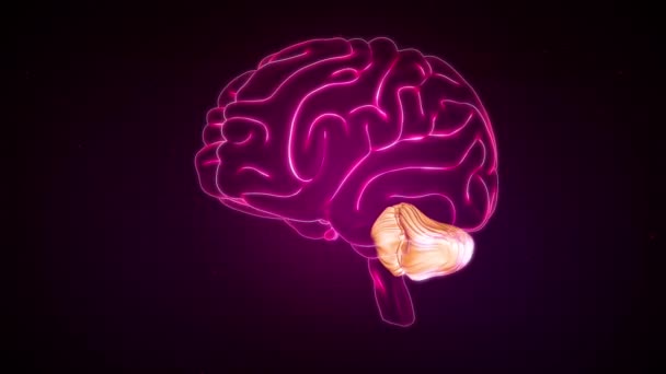 脳の前景色 Hind Brain — ストック動画