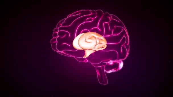 Brain Anterior View Dencephalion — Stock Video
