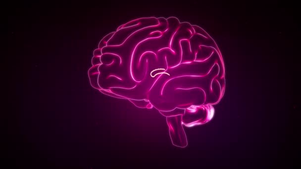 Brain Anterior View Chorid Plexus Üçüncü Ventrikül — Stok video