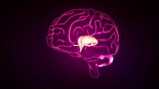 Beyin Anterior Görünümü Thalamus — Stok video
