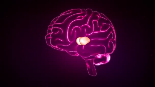 Вид Спереди Мозг Таламус — стоковое видео