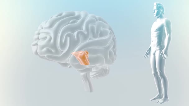 Brain Anterior View Mid Brain — Stock Video