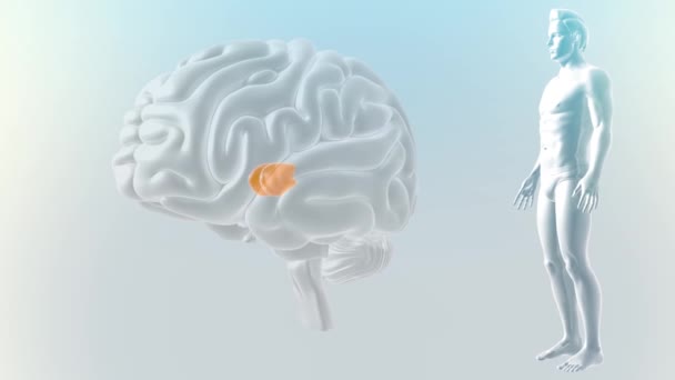 Cerebro Vista Anterior Núcleos Talámicos Mediales — Vídeo de stock