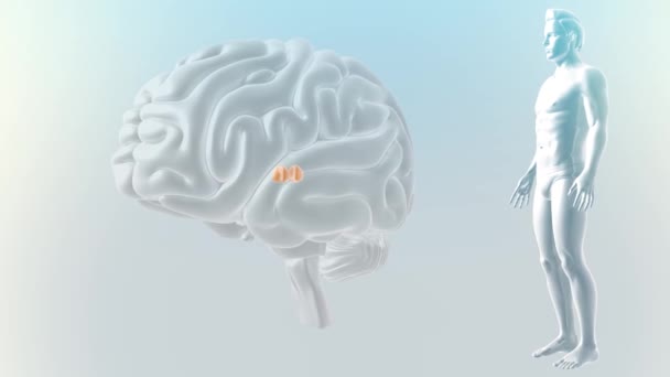 Cerebro Vista Anterior Pulvinal — Vídeo de stock