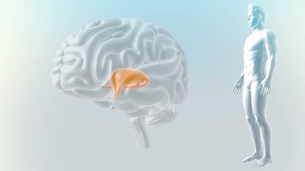 Beyin Anterior Görünümü Thalamus — Stok video