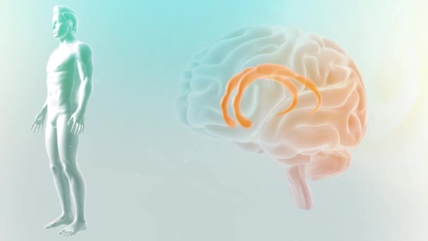 Cerebro Vista Anterior Lóbulo Límbico Giratorio Cingulado — Vídeo de stock