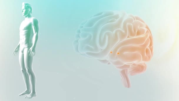 Brain Anterior View Αμυγδαλώδη Σώματα — Αρχείο Βίντεο