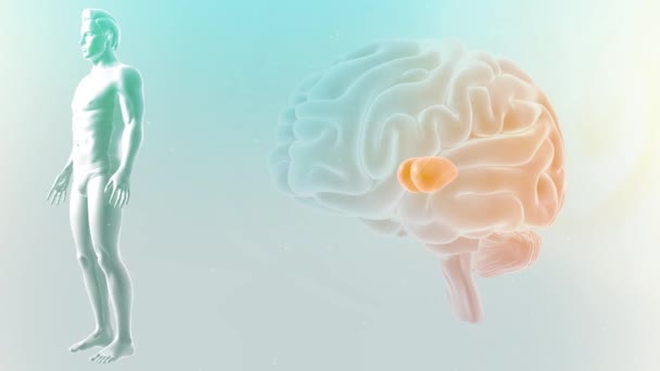 Cerebro Con Imágenes Anatomía — Vídeos de Stock