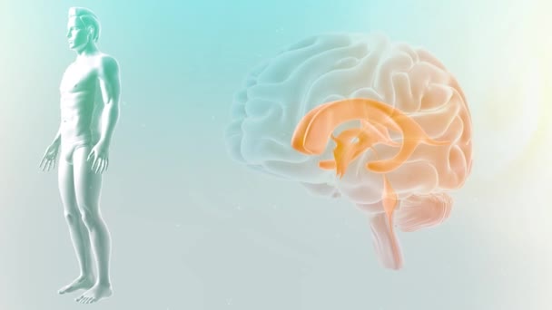 Cerebro Con Imágenes Anatomía — Vídeos de Stock