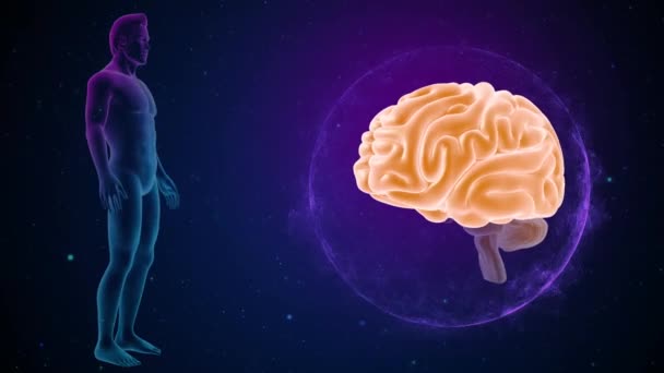 Cerebro Con Imágenes Anatomía — Vídeo de stock