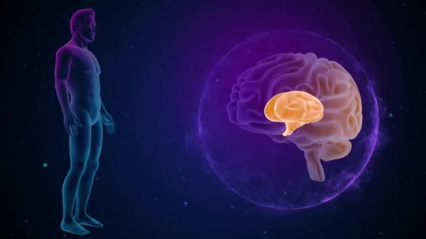 Cerebro Con Imágenes Anatomía — Vídeos de Stock